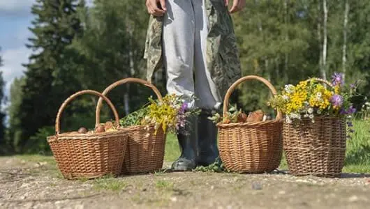 Die Landpartie: Frühlingsboten vor der Haustür